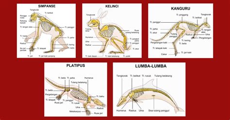 Lihat ide lainnya tentang binatang, buku mewarnai, sketsa. Contoh Model Kerangka Hewan Vertebrata Kelinci