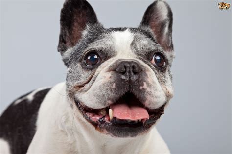 French bulldogs, predicted soon to become the most popular dog breed in the uk, are vulnerable to a number of health conditions, according to a new study. The health challenges of the French bulldog | Pets4Homes