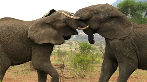 Young Bull Elephants Fighting Bull Elephant Kruger National Park