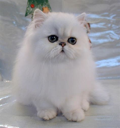 Read a few answers on our website. Ben's Persian Cats: Cute Persian Cat | Pet Gallery