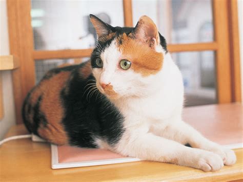 Japan (a country and archipelago in east asia). 日本猫 - ネコ - ペット - Yahoo!きっず図鑑
