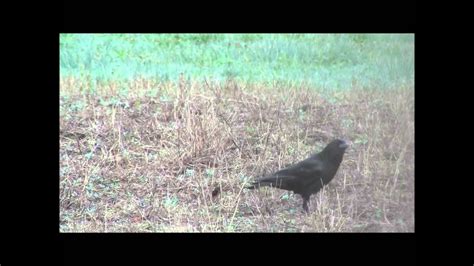 Crow Calling Close Up Youtube