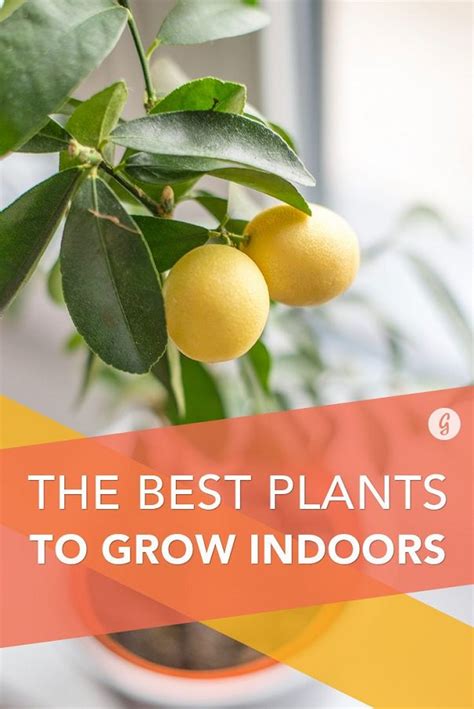 But, unlike rosemary, mint doesn't need a whole lot of light. The 16 Best Edible Plants YOU Can Grow Indoors - Gardening ...