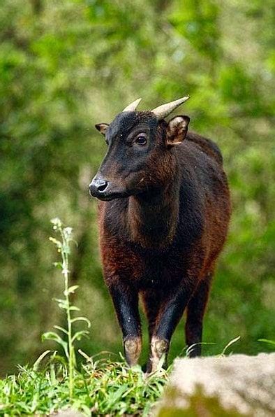 Ktkpk s debak fauna oriental dan fauna australia secara umum tipe flora dan fauna indonesia bagian barat memiliki corak yang hampir sama dengan yang terdapat. Fauna Oriental - Pengertian Dan Ciri-Ciri Fauna Oriental ...
