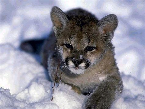 1920x1080px 1080p free download cute cougar cub cute cougar snow wild kitty cub hd