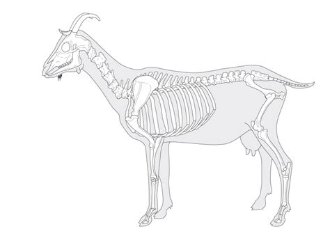 Capra Hircus Skeletal Anatomy Diagram Quizlet