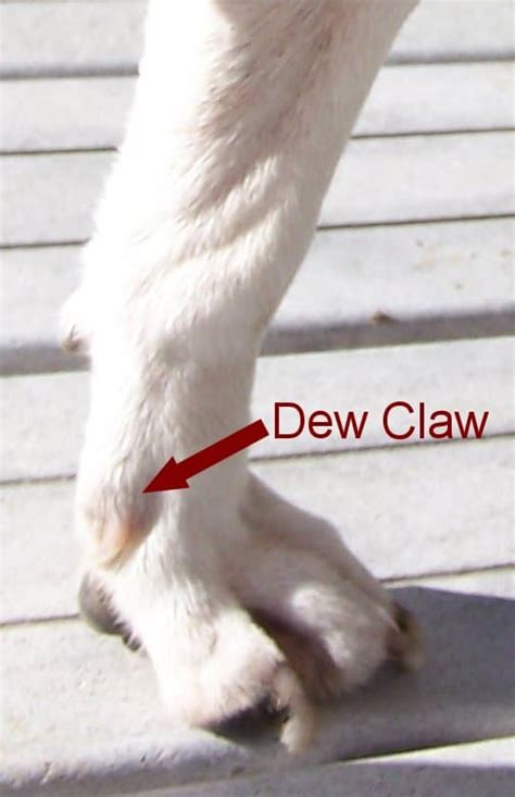 A dog's dewclaw does not make contact with the ground while the dog is standing. I Love Yanking Off Dewclaws! • Thoughts From Paris · Humor ...