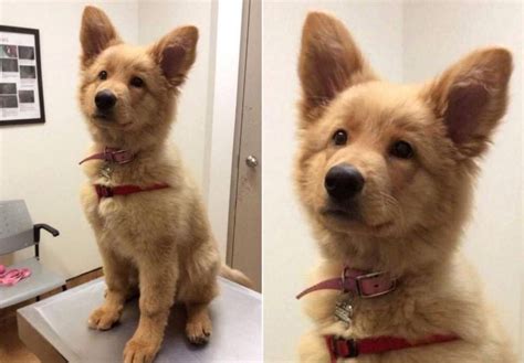 On average, they weigh from 55 to 85 pounds as an adult. A german Shepherd and golden retriever mix. Beautiful! : aww