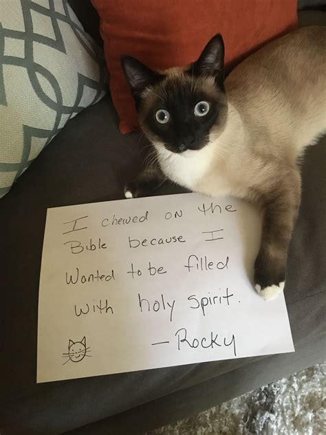 Cat Shaming Funny Cat Pictures