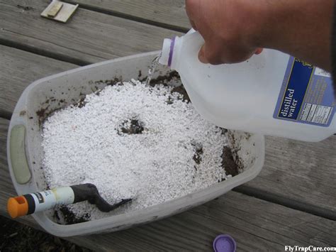 The trapping structure is formed by the terminal portion of each of the plant's leaves. Venus flytrap Soil and potting techniques - FlytrapCare.com