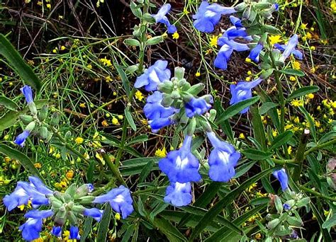 Blue Prairie Sage Salvia Azurea 15 Seeds Fluffy Blooms Etsy