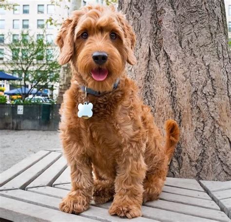 The golden retriever ancestry brings only shades of cream, apricot and red to the breed. Pin on Full grown mini goldendoodle