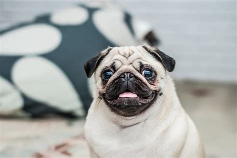 A Guide To The Pug Nose What Owners Need To Know