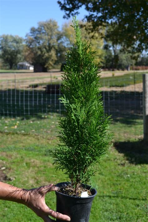 Emerald Green Arborvitae Mikes Backyard Nursery