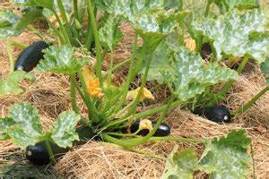 Check spelling or type a new query. Zucchini vorziehen und im Garten oder Topf pflanzen ...