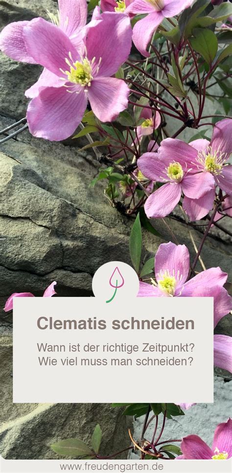 Von mi 27 mai, 2009 9:41 uhr. Clematis, Waldrebe schneiden - wann und wie viel ...