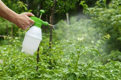 10 insecticidas naturales ecológicos para plantas para hacer en casa