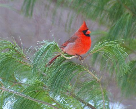 All Sizes Cardinal In Pine Tree Flickr Photo Sharing