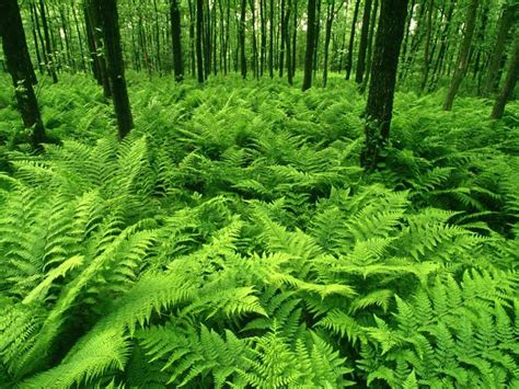 Color Green Is Beautiful Nature Green Forest