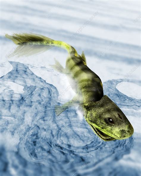 Tiktaalik Prehistoric Fish Artwork Stock Image E4450362 Science