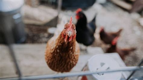 Cdc Warns Against Kissing Chickens Amid Deadly Salmonella Outbreak