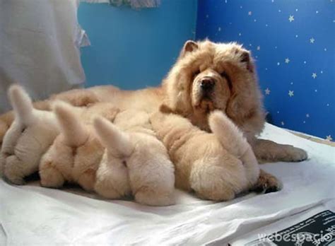 Check spelling or type a new query. 20 orgullosas madres mostrando a sus cachorros. ¡Estos ...