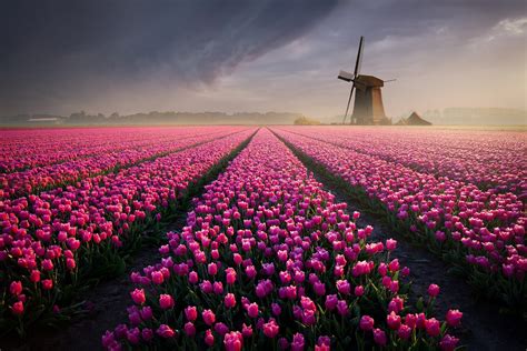 Windmill Hd Tulip Pink Flower Field Hd Wallpaper Rare Gallery