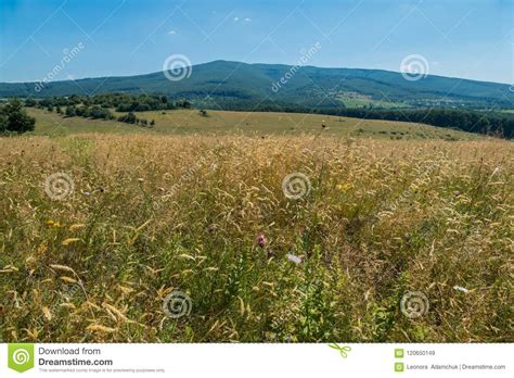 Beautiful Mountain Slopes Covered With Green Dense Forest With Meadow