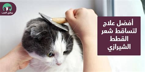 علاج تساقط شعر القطط الشيرازي