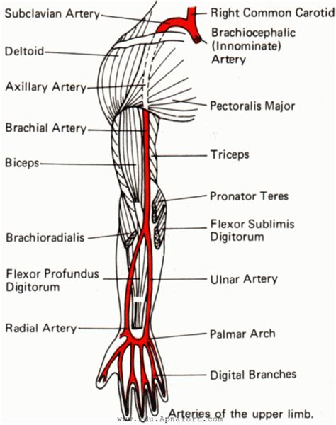 Important Seqs Of Upper Limb Educational Blog Upper Limb Anatomy