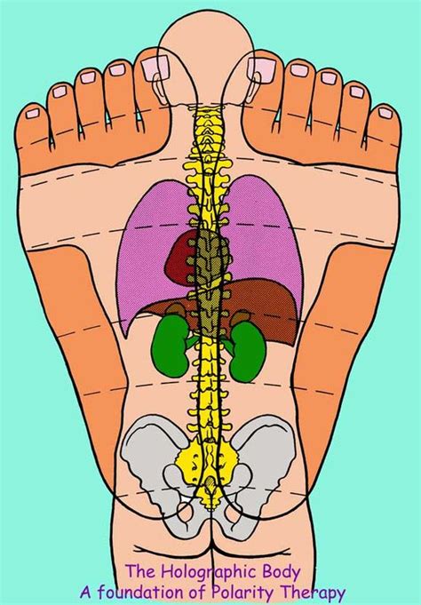 Foot Reflexology | Body of Health