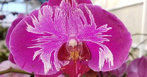 Orchids Album On Imgur