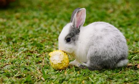 Little Rabbit To Walk In The Lawn Stock Image Image Of Brown Green