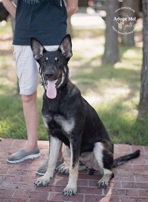 Owen Greater Houston German Shepherd Dog Rescue