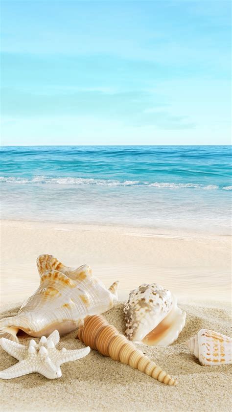 Seashell Desktop Wallpaper 54 Images