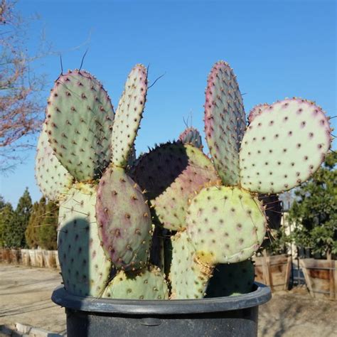 The prickly pear cactus can grow up to 15 feet high. Opuntia santa-rita - Prickly Pear Cactus - Mid Valley Trees