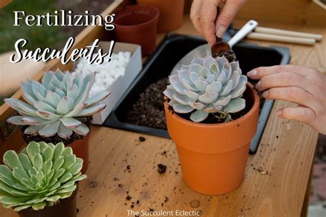 Succulent Fertilizer Which When And How Often The Succulent Eclectic