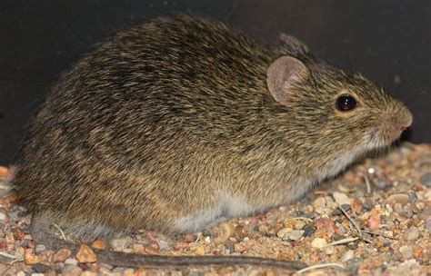 Hispid Cotton Rat Sigmodon Hispidus Found In Wetland Swa Flickr