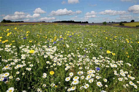 Wild Flowers Growing On Grassland Snowshill Cotswolds