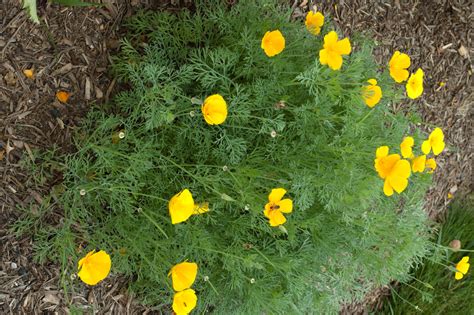 Feb 20, 2020 · these are mostly deer resistant, unless they have nothing else to eat. Landscape Plants Rated by Deer Resistance (Rutgers NJAES)