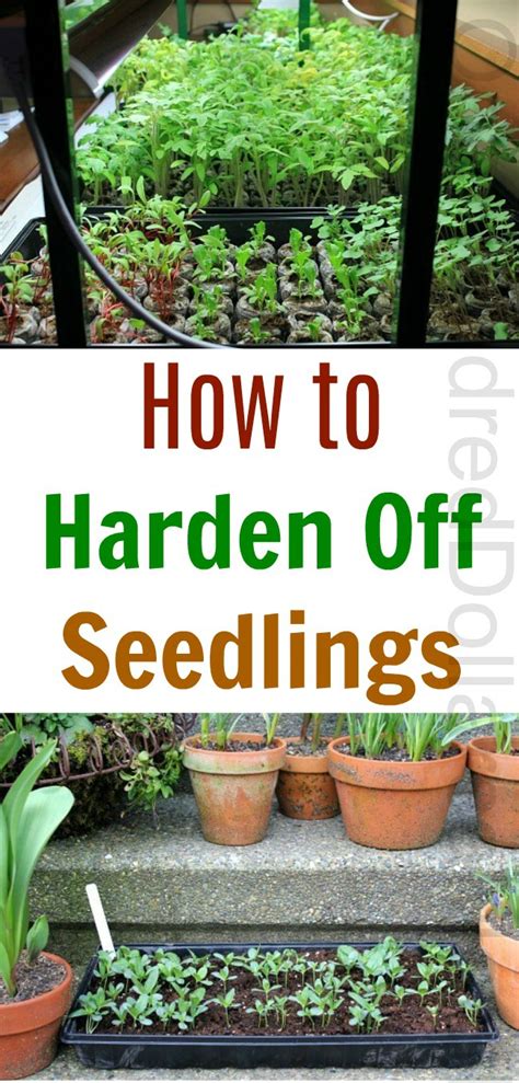 In some cases, you may decide to take a little longer if your weather conditions in the evening may be too cool for when learning how to harden off plants you are ensuring the next best healthy step for your plants. How to Harden Off Seedlings - One Hundred Dollars a Month
