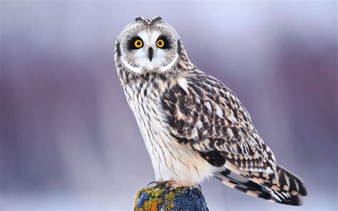 Wallpaper Winter Owl Eyes Close Up Blurred Background 1920x1200 Hd