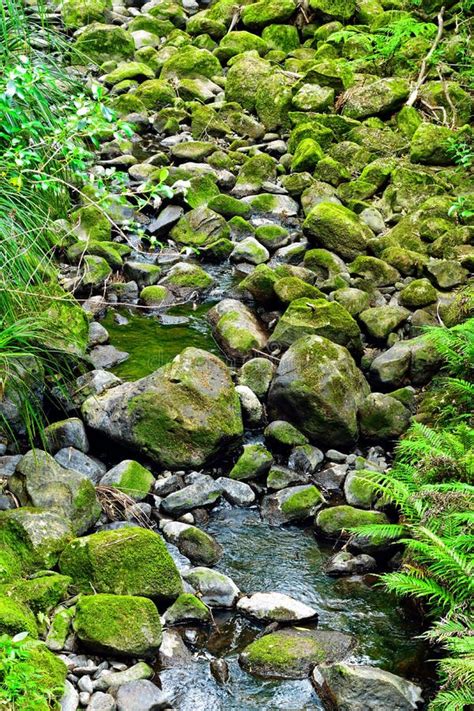 Forest Creek Cascades Over Mossy Rocks Stock Image Image Of Clean