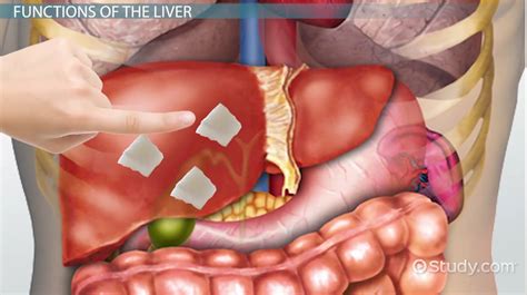 Start studying human body parts (tamil). Liver: Definition, Functions & Structure - Video & Lesson ...