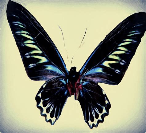 Black Butterfly Digital Art By Cathy Anderson Fine Art America