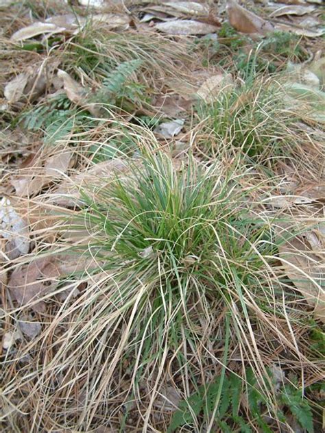 Shade Carex Pensylvanica Pennsylvania Sedge A Low Clumped Grass