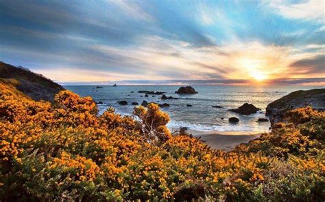 Nature Landscape Beach Wildflowers Sunset Sea Rock