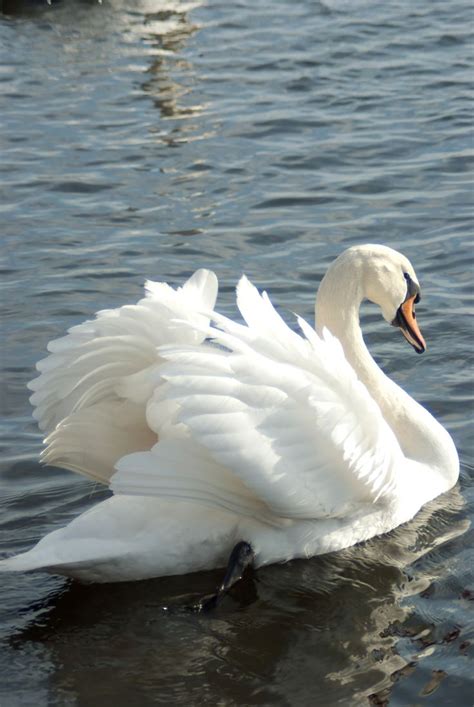 Swans And Water Birds 11 By Steppelandstock On Deviantart Beautiful