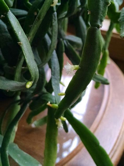 These ruby ball cactus not only make your decor seem aesthetically appealing but also give you a feeling of greenery all around you. Mistletoe cactus | Indoor plants, Vegetables, Cactus