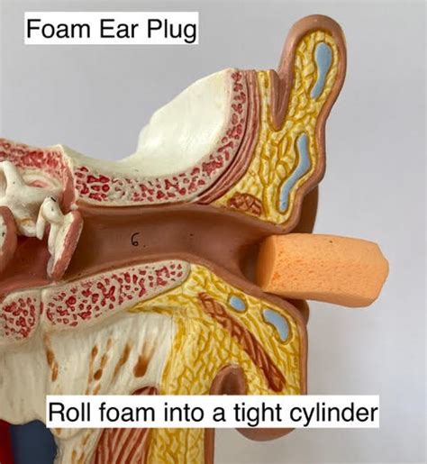 Ear Plugs How To Use Them So They Work Just Ears